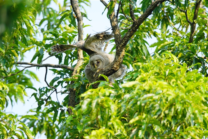 tNE,Ural Owl